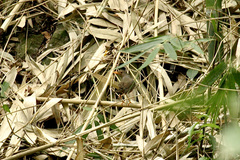 Turdus poliocephalus