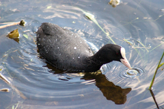 Fulica atra