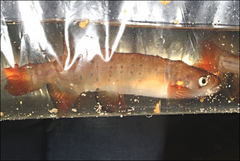 Galaxias truttaceus