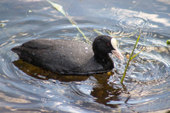 Fulica atra