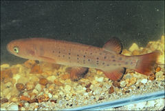 Galaxias truttaceus