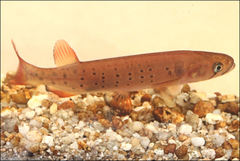 Galaxias truttaceus