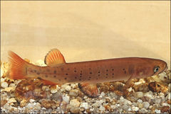 Galaxias truttaceus