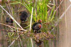 Fulica atra