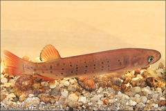 Galaxias truttaceus