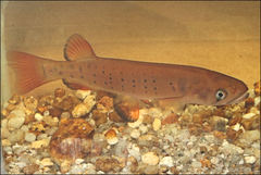 Galaxias truttaceus