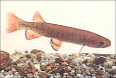 Galaxias truttaceus