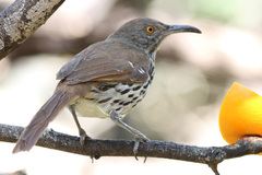 Toxostoma longirostre