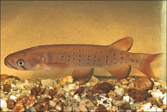 Galaxias truttaceus