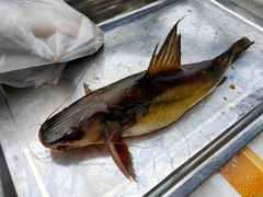 Hemibagrus spilopterus