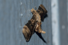 Mesoptila melanolopha