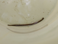 Erpobdellidae