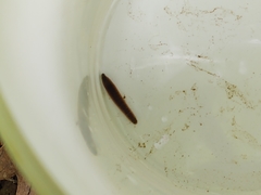 Erpobdellidae