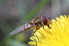 Parasyrphus vittiger