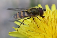 Parasyrphus vittiger