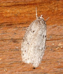 Semioscopis inornata
