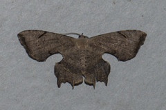 Dysaethria quadricaudata