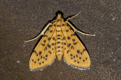 Conogethes diminutiva