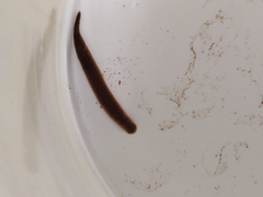 Erpobdellidae