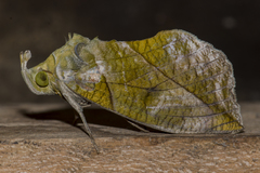 Eudocima hypermnestra