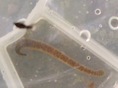 Erpobdellidae