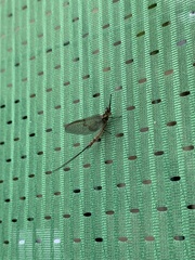 Ephemera danica