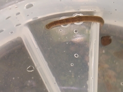 Erpobdellidae