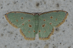 Comostola meritaria