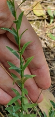 Magnoliopsida