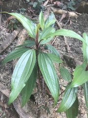 Melastoma sanguineum