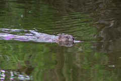 Ondatra zibethicus