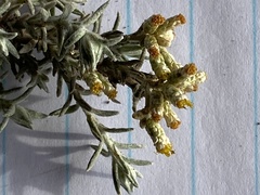 Helichrysum plebeium