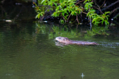 Ondatra zibethicus