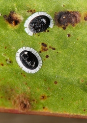 Pseudozaphanera wariensis