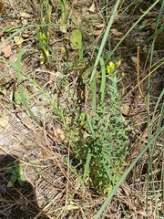 Magnoliopsida