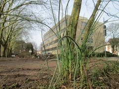 Allium schoenoprasum