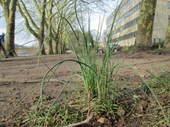 Allium schoenoprasum