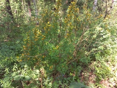 Chamaecytisus ruthenicus
