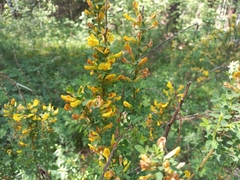 Chamaecytisus ruthenicus