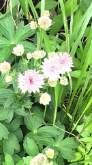 Astrantia major