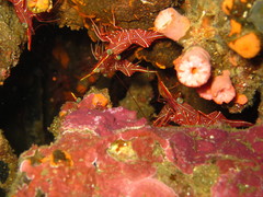 Rhynchocinetes durbanensis