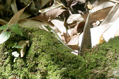 Emoia concolor