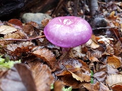 Cortinarius magellanicus