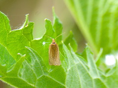 Clepsis senecionana