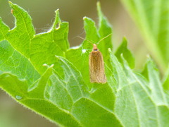 Clepsis senecionana