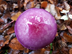 Cortinarius magellanicus