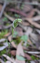 Pterostylis striata