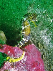 Hippocampus comes