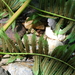 Cyathea costaricensis - Photo (c) felix-m,  זכויות יוצרים חלקיות (CC BY-NC)