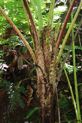 Cyathea costaricensis